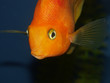 big goldfish