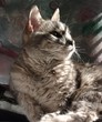 cat in sun