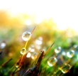 drop on plant, 1