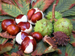 chestnuts