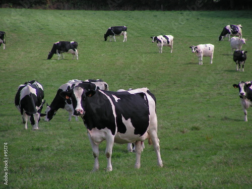 troupeau de vaches bretonnes au pré troupeau de vaches bretonnes au pré