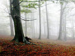 niebla 1