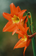 amaryllis