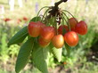cerises