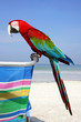 guacamayo en la playa