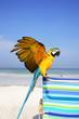 guacamayo en la playa guacamayo en la playa