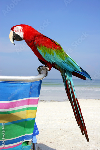 Photo: guacamayo en la playa guacamayo en la playa