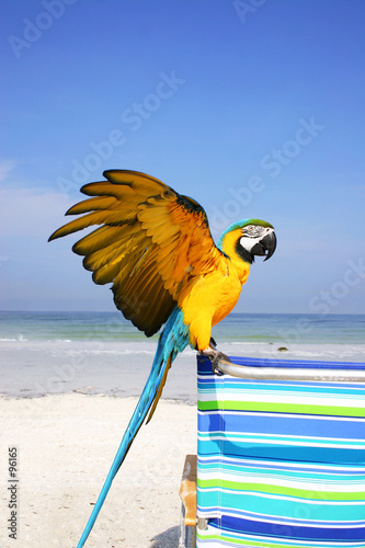 guacamayo en la playa