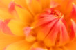 orange and salmon dahlia