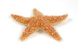 starfish