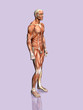 anatomy of the man.