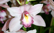 orchidee1