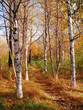 autumn in a birchwood