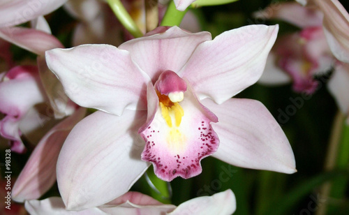 orchidee1