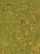 texture series - green paper with leaves