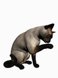 siamese cat over white.