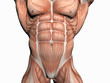anatomy of the man, body builder. anatomy of the man, body builder.