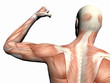 anatomy of the man, muscular man. anatomy of the man, muscular man.