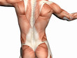 anatomy of the man, muscular man.