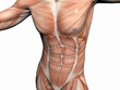 anatomy of the man, muscular man. anatomy of the man, muscular man.