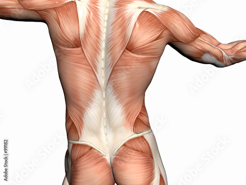 anatomy of the man, muscular man.
