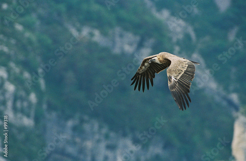 vautour fauve vautour fauve