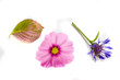 bachelor's button, cosmos, and hydrangea leaf