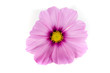 pink cosmos isolated on white background