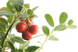 cranberry