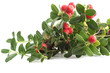 cranberry