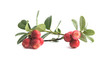 cranberry