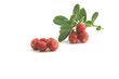 cranberry