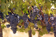 grapes on the vine