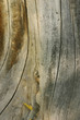 trunk close up