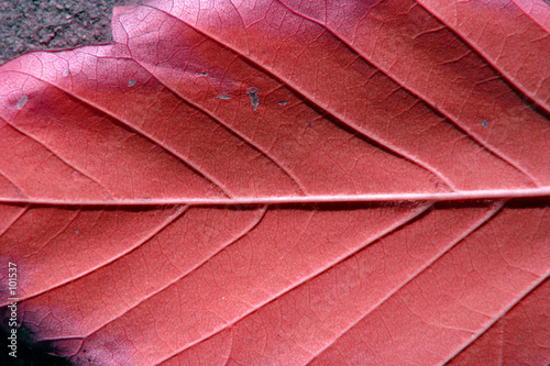 Photo: up close and leaf up close and leaf