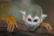 squirrel monkey