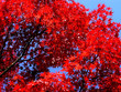 automne coréen 4