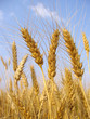 wheat before harvest