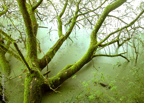 tree branches