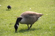 ducks ducks