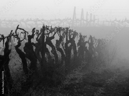 vignes dans le brouillard vignes dans le brouillard