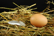 Photo: oeuf de poule oeuf de poule
