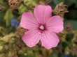 fleur