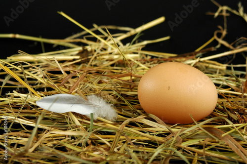 oeuf de poule