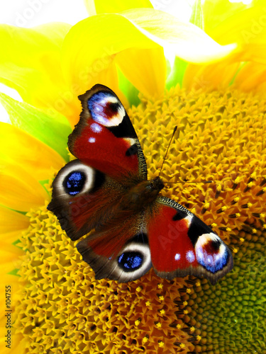 the butterfly