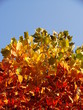 united colors of autumn