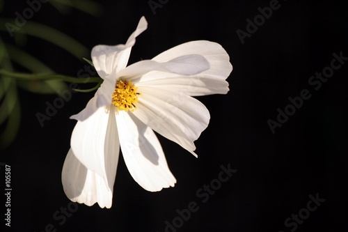 cosmos