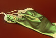 green slip