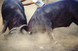 bull fight 5