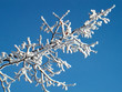 winter branch